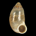 To Conchology (Pupina sangkarensis)