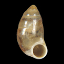 To Conchology (Pupina sangkarensis)