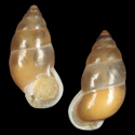 To Conchology (Pupina pulchella)