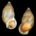 To Conchology (Pupina pulchella)