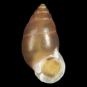 To Conchology (Pupina pulchella)