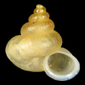 To Conchology (Alycaeus costacrassa)