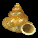 To Conchology (Alycaeus charasensis)