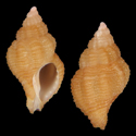 To Conchology (Ocinebrina corallina cf.)