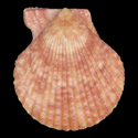 To Conchology (Talochlamys pulleineana)
