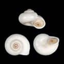 To Conchology (Rochebrunia bentiana)