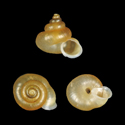 To Conchology (Alycaeus charasensis)