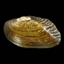 To Conchology (Lasmigona costata)