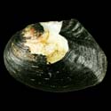 To Conchology (Lasmigona complanata)