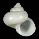 To Conchology (Tropidophora philippiana WHITE)