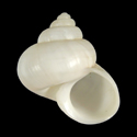 To Conchology (Tropidophora philippiana WHITE)