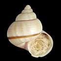 To Conchology (Tropidophora consocia)