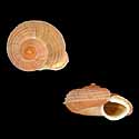 To Conchology (Tropidophora deshayesiana)