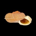 To Conchology (Tropidophora deshayesiana)
