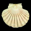 To Conchology (Pecten jacobaeus WHITE)