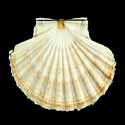 To Conchology (Pecten jacobaeus)