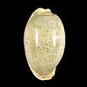 To Conchology (Naria erosa erosa GIANT)