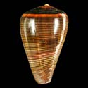To Conchology (Dendroconus figulinus DARK)