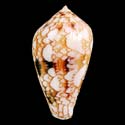 To Conchology (Cylinder retifer)