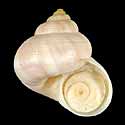 To Conchology (Tropidophora microchasma)