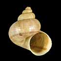 To Conchology (Tropidophora ligatula)
