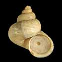 To Conchology (Tropidophora ligatula)