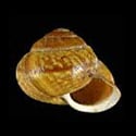To Conchology (Arianta arbustorum alpicola PERIO)