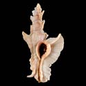 To Conchology (Pterynotus elongatus ORANGE)