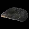 To Conchology (Brachidontes exustus)