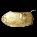 To Conchology (Lutraria oblonga)