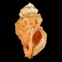 To Conchology (Vitularia miliaris ORANGE)