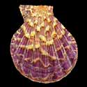 To Conchology (Semipallium dianae PURPLE)
