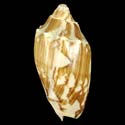 To Conchology (Cymbiola vespertilio SINISTRAL)