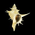 To Conchology (Poirieria zelandica)