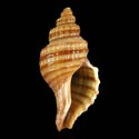 To Conchology (Xymene plebeius)