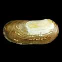 To Conchology (Zenatia acinaces)