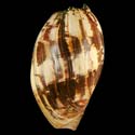 To Conchology (Melo amphora LARGE)