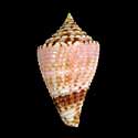 To Conchology (Conasprella memiae GRANULATE)