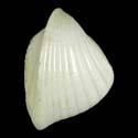 To Conchology (Lunulicardia retusa)