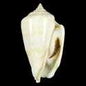 To Conchology (Conomurex persicus)
