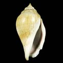 To Conchology (Gibberulus gibberulus)