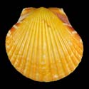 To Conchology (Argopecten gibbus ORANGE)