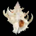 To Conchology (Babelomurex diadema WHITE)