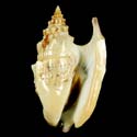 To Conchology (Euprotomus iredalei)