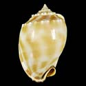 To Conchology (Phalium bandatum)