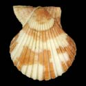 To Conchology (Volachlamys tranquebaria BROWN)