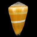 To Conchology (Virgiconus flavidus ORANGE)