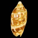 To Conchology (Cymbiola vespertilio BROWN)