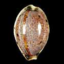 To Conchology (Lyncina lynx CALLOUSED)
