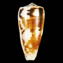 To Conchology (Pionoconus magus MAYA)